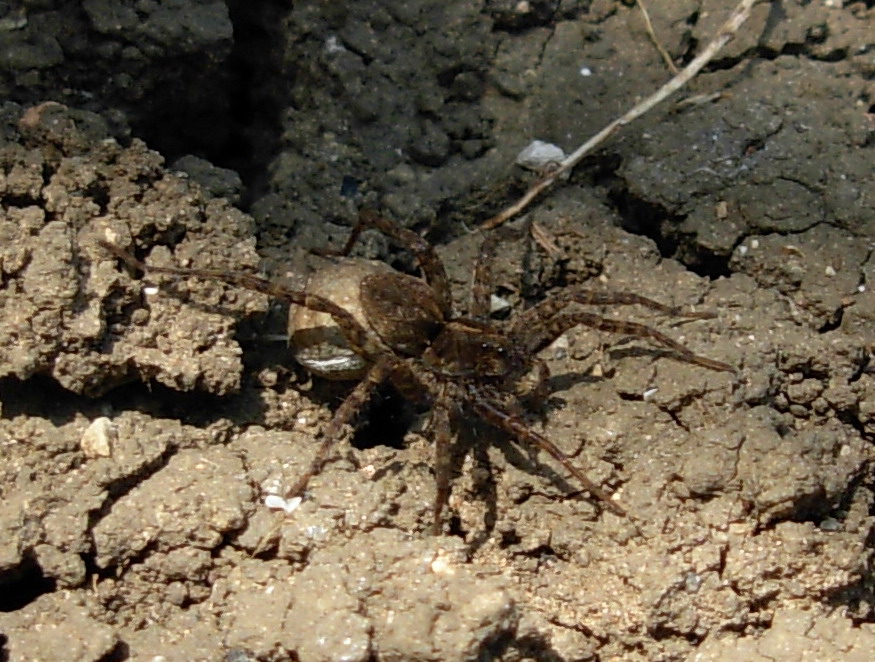 Pardosa sp.