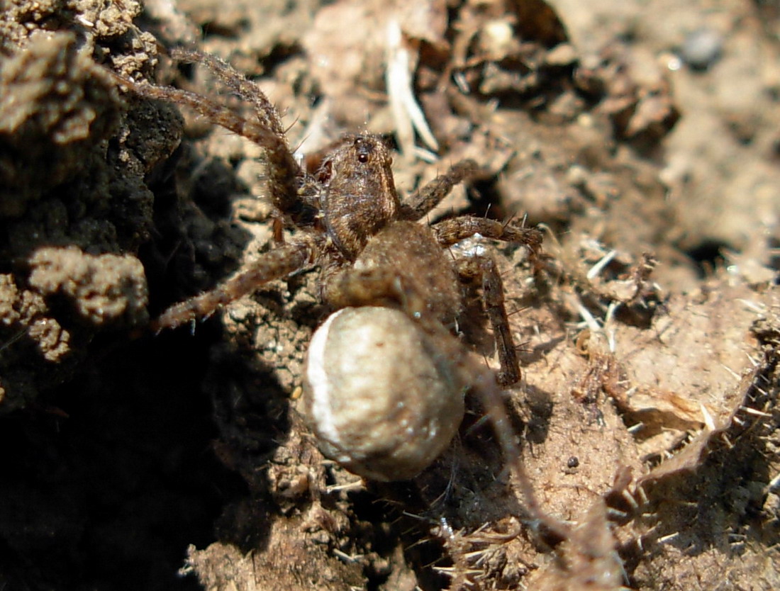 Pardosa sp.
