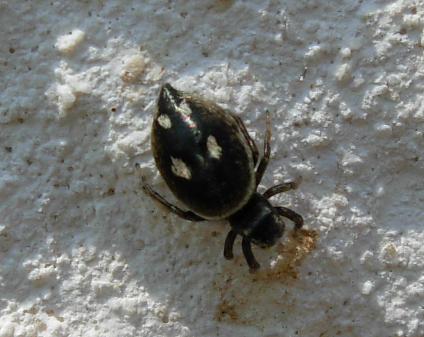Heliophanus sp.
