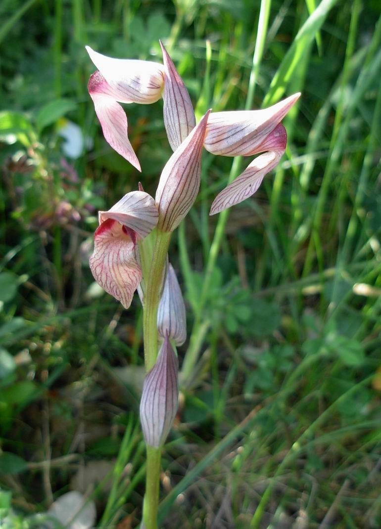 Serapias lingua