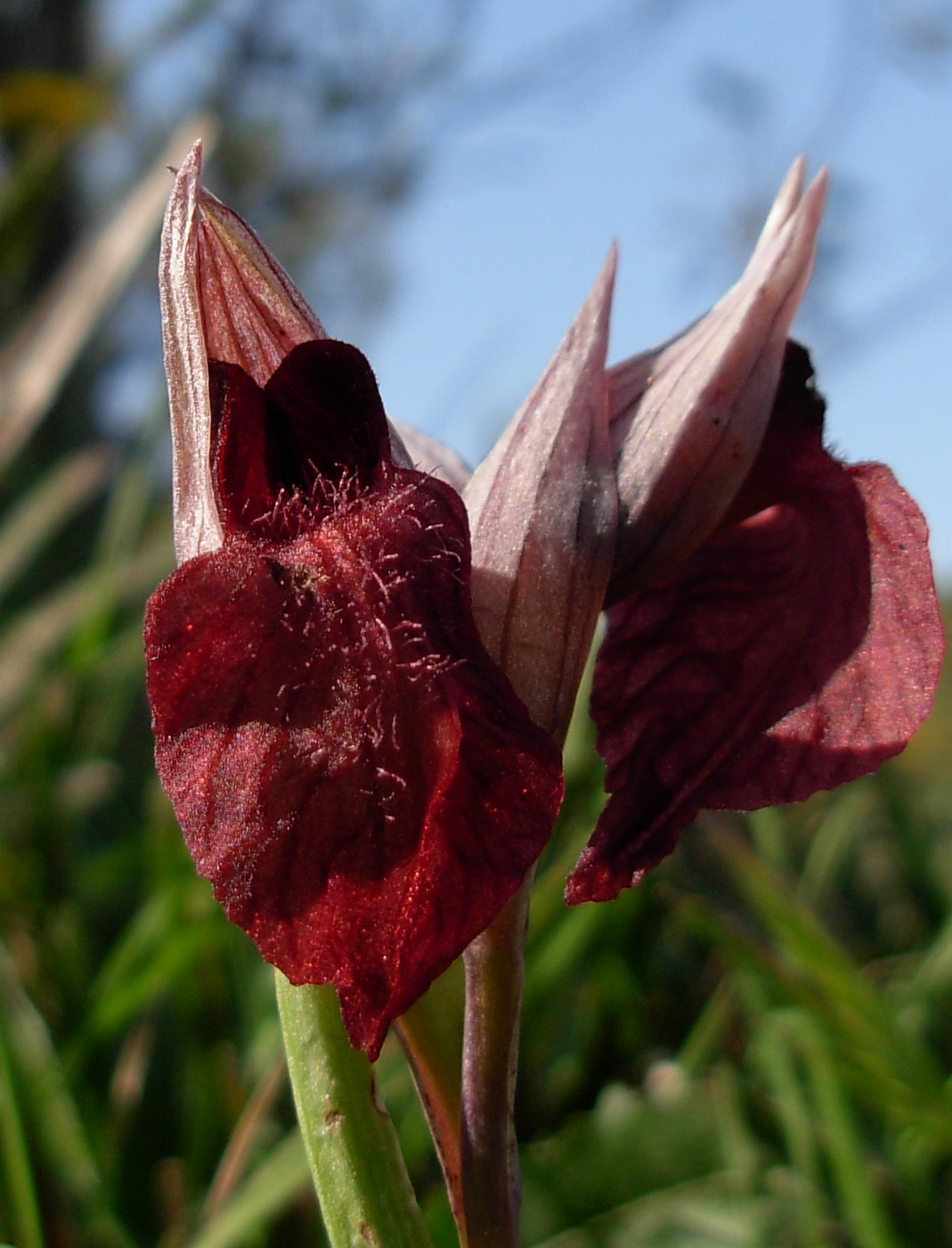 Serapias cordigera, S. parviflora, S. lingua