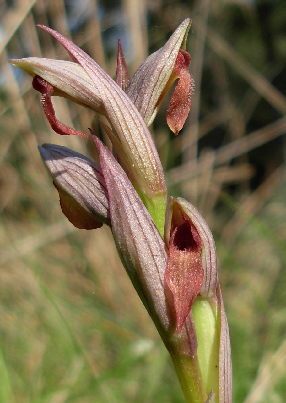 Serapias cordigera, S. parviflora, S. lingua