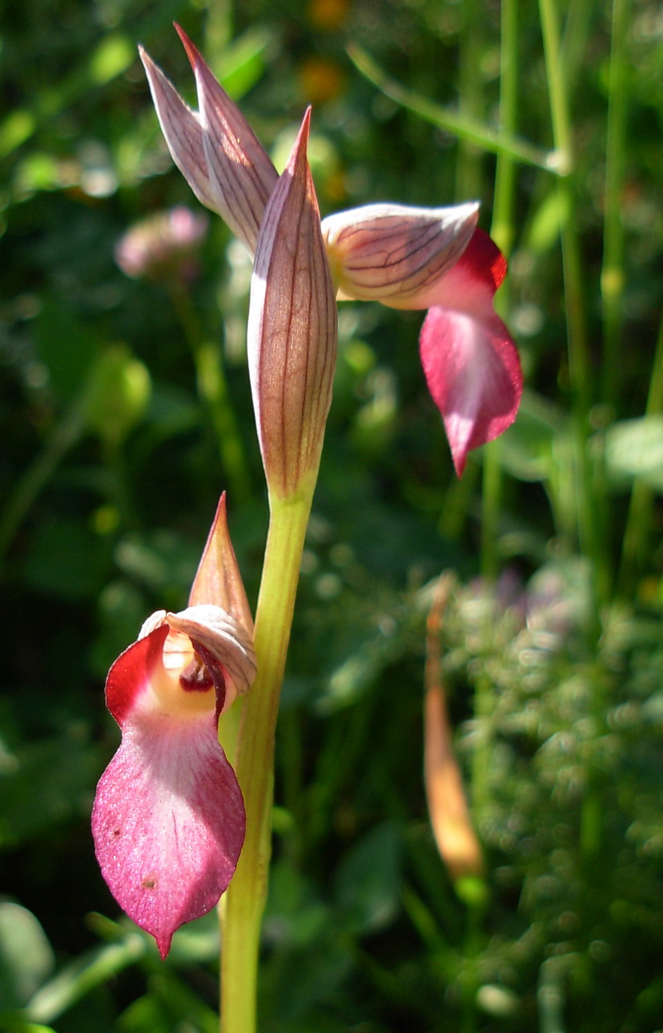 Serapias cordigera, S. parviflora, S. lingua