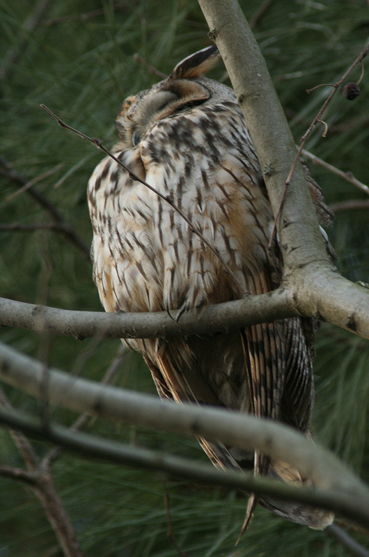 Roost gufi in pericolo ad Ostellato (Fe)