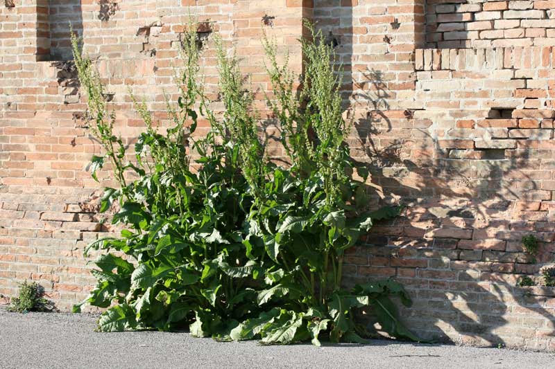 aiuto - Rumex sp.
