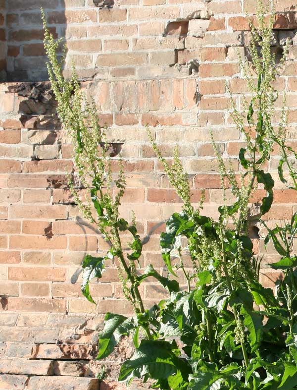 aiuto - Rumex sp.
