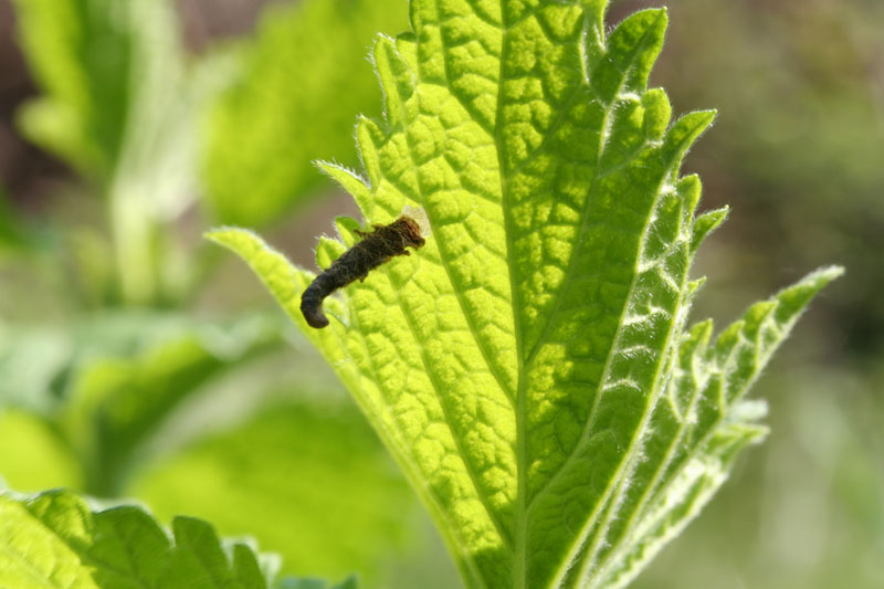 Le Coleophoridae d''Italia