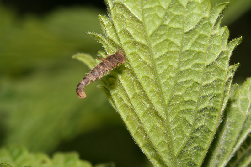 Le Coleophoridae d''Italia