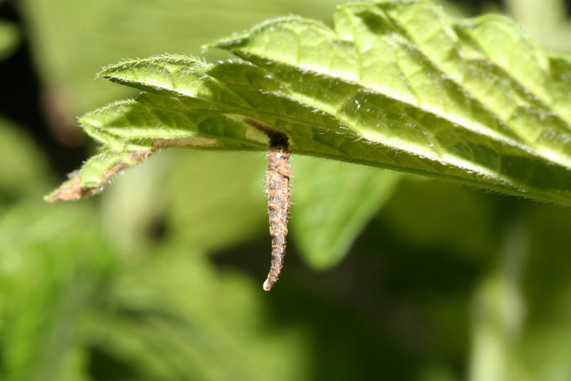 Le Coleophoridae d''Italia