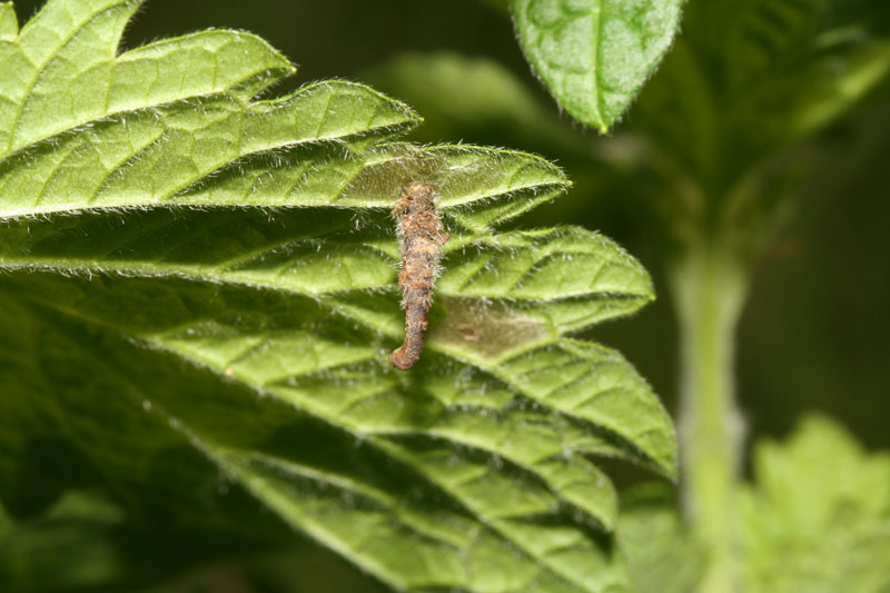 Le Coleophoridae d''Italia