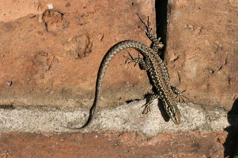 Podarcis muralis