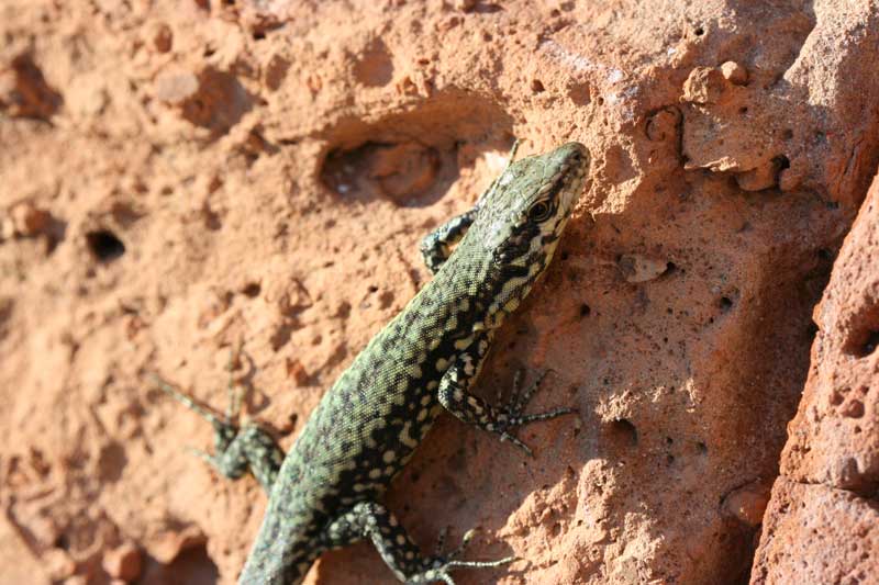 Podarcis muralis