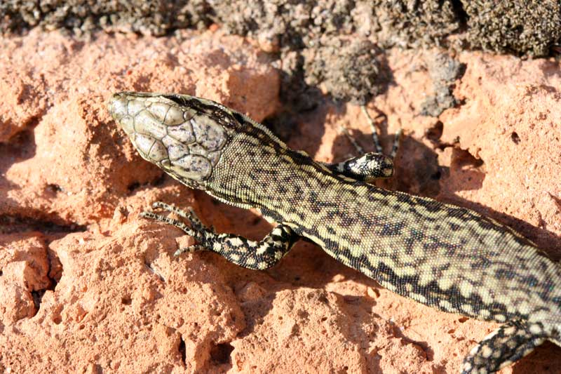 Podarcis muralis