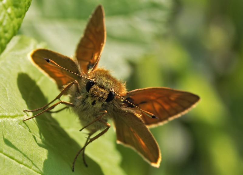 Ochlodes sylvanus