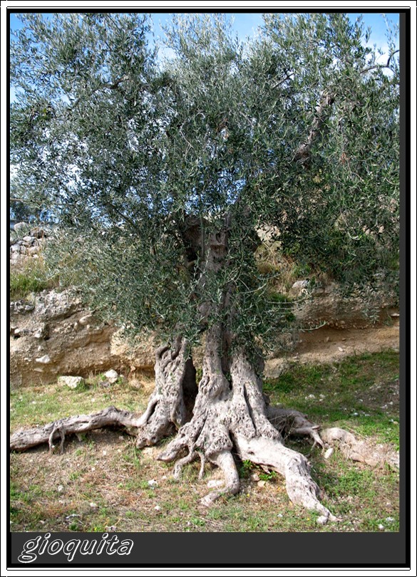Raccolta e molitura delle olive