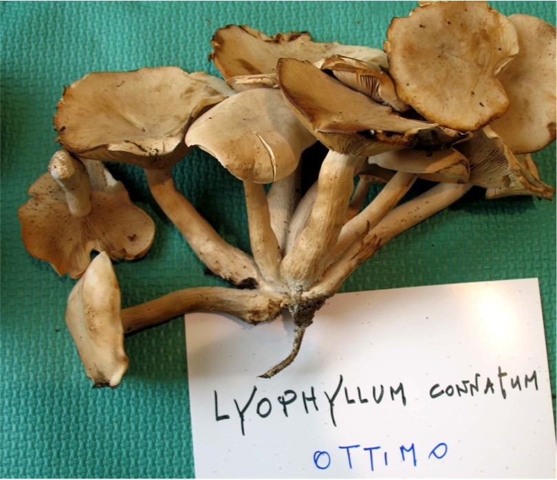Mostra funghi a Manfredonia (Gargano, Puglia)