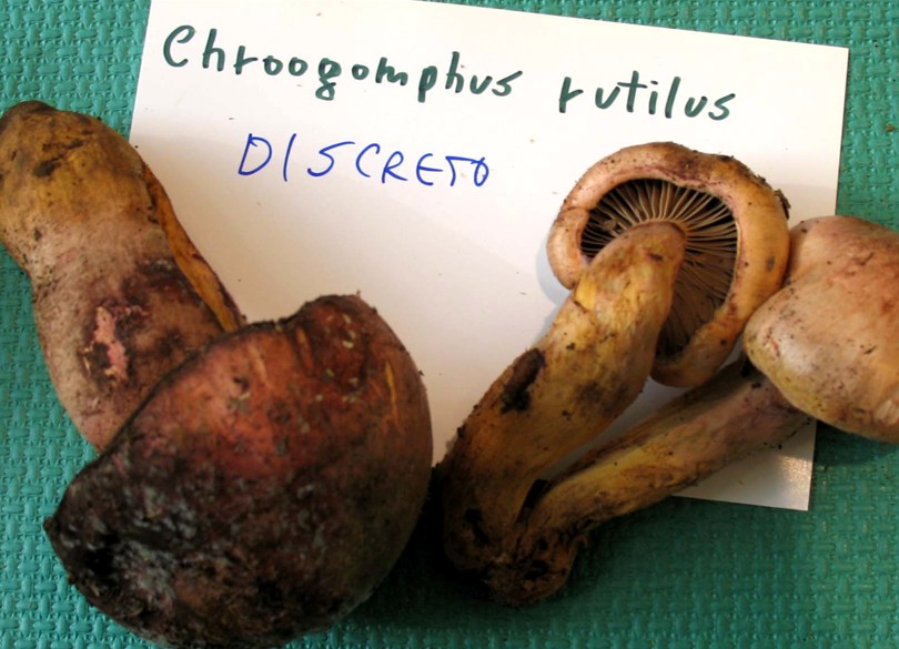 Mostra funghi a Manfredonia (Gargano, Puglia)