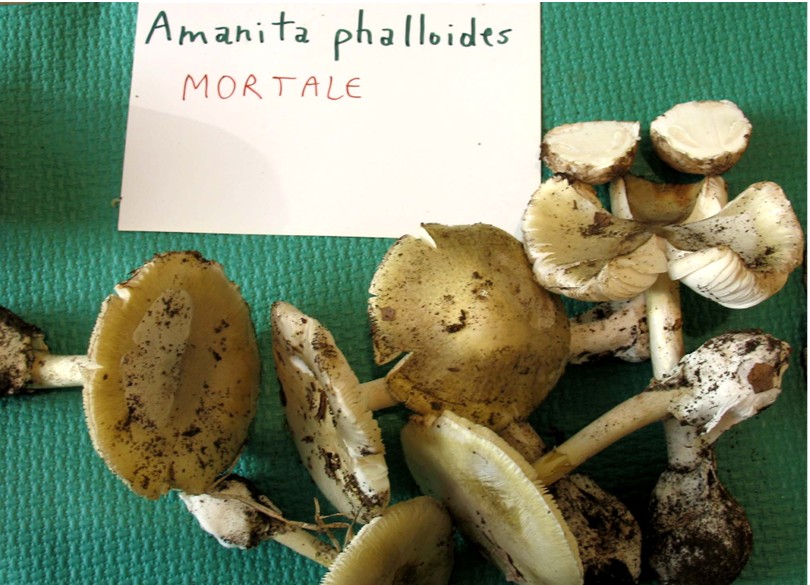 Mostra funghi a Manfredonia (Gargano, Puglia)