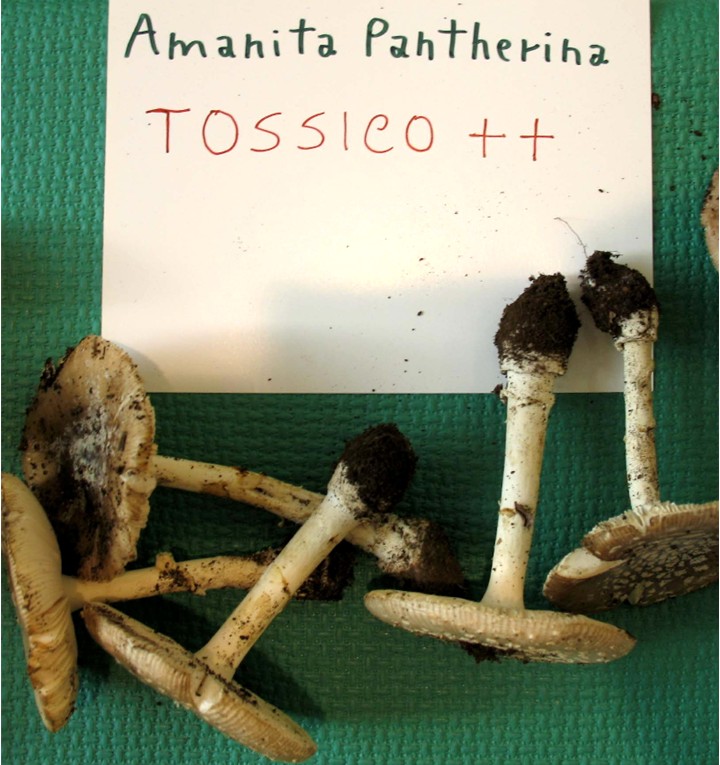 Mostra funghi a Manfredonia (Gargano, Puglia)