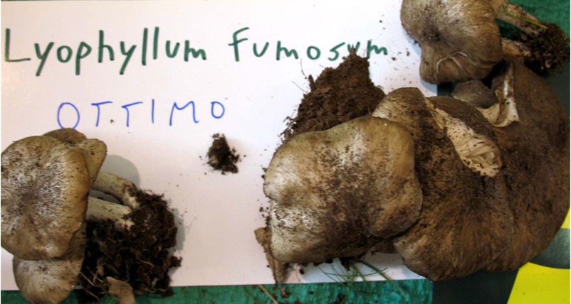 Mostra funghi a Manfredonia (Gargano, Puglia)