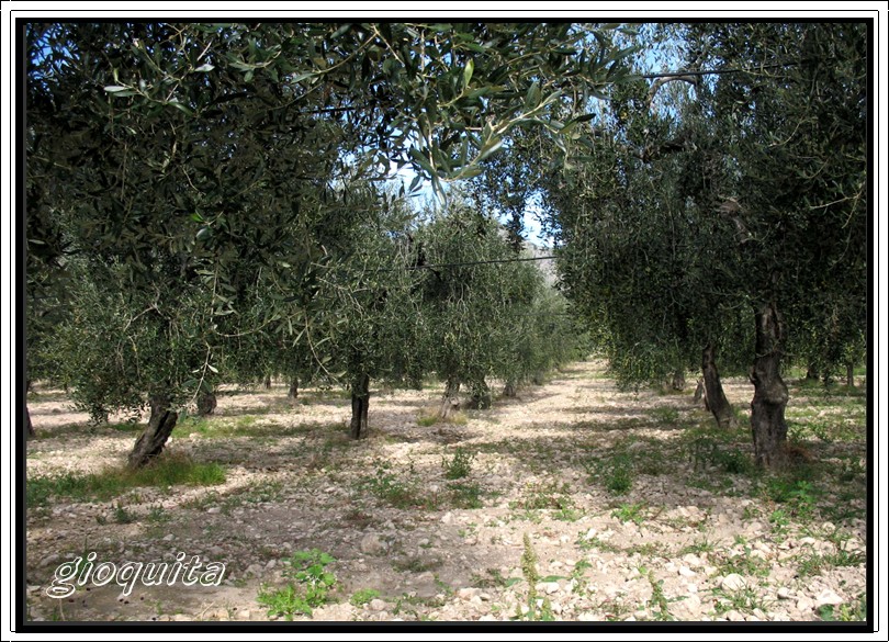 Raccolta e molitura delle olive