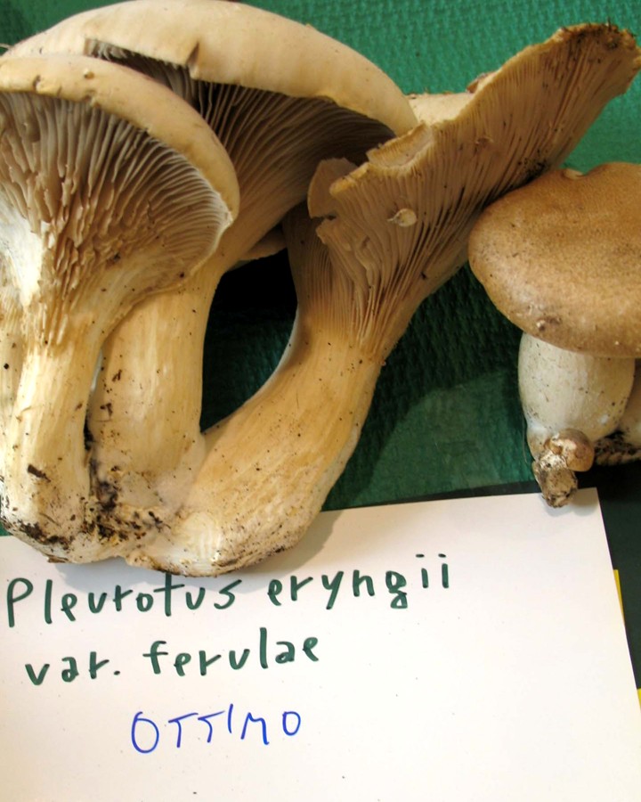 Mostra funghi a Manfredonia (Gargano, Puglia)