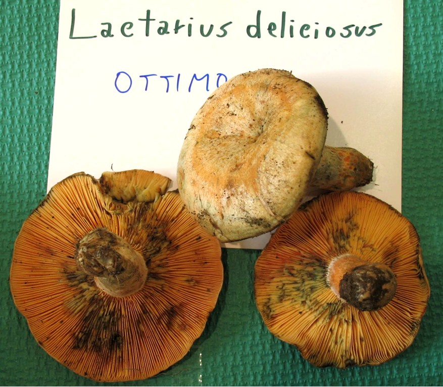 Mostra funghi a Manfredonia (Gargano, Puglia)