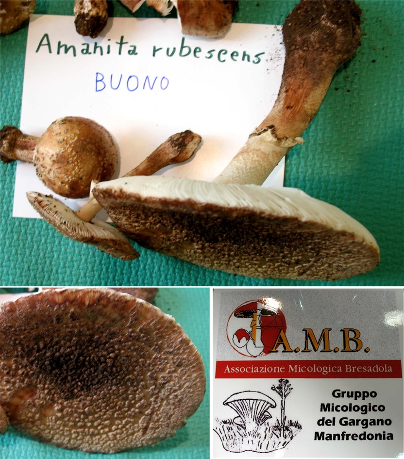 Mostra funghi a Manfredonia (Gargano, Puglia)