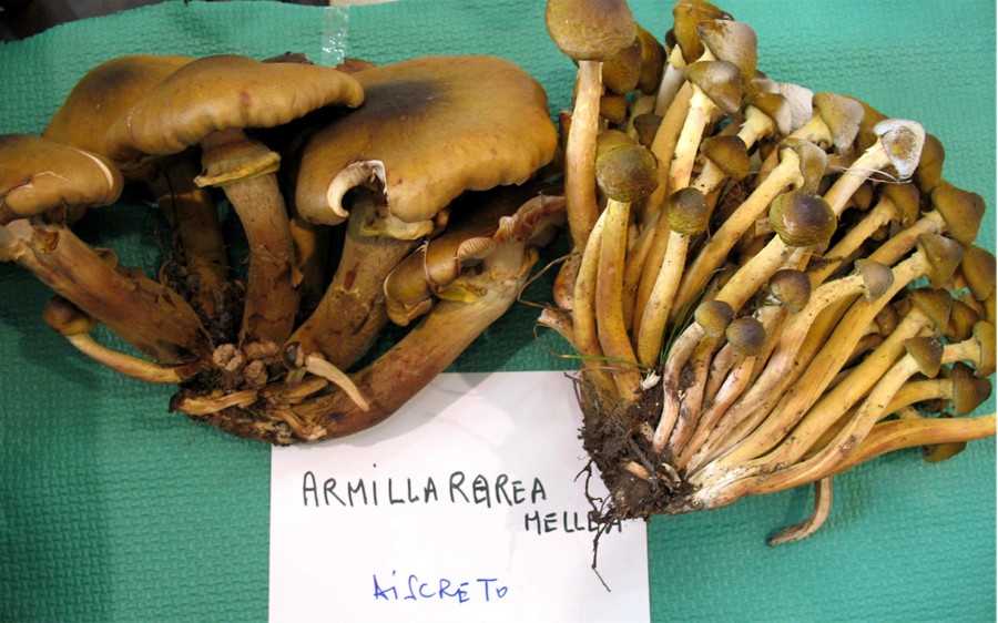 Mostra funghi a Manfredonia (Gargano, Puglia)