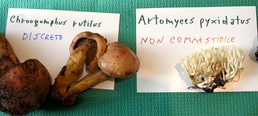 Mostra funghi a Manfredonia (Gargano, Puglia)