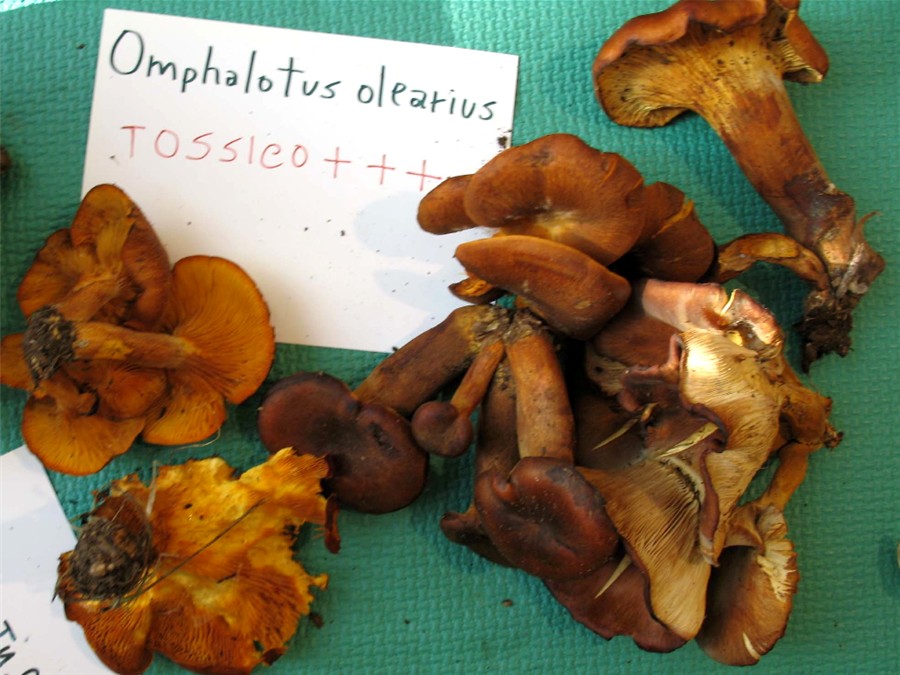 Mostra funghi a Manfredonia (Gargano, Puglia)