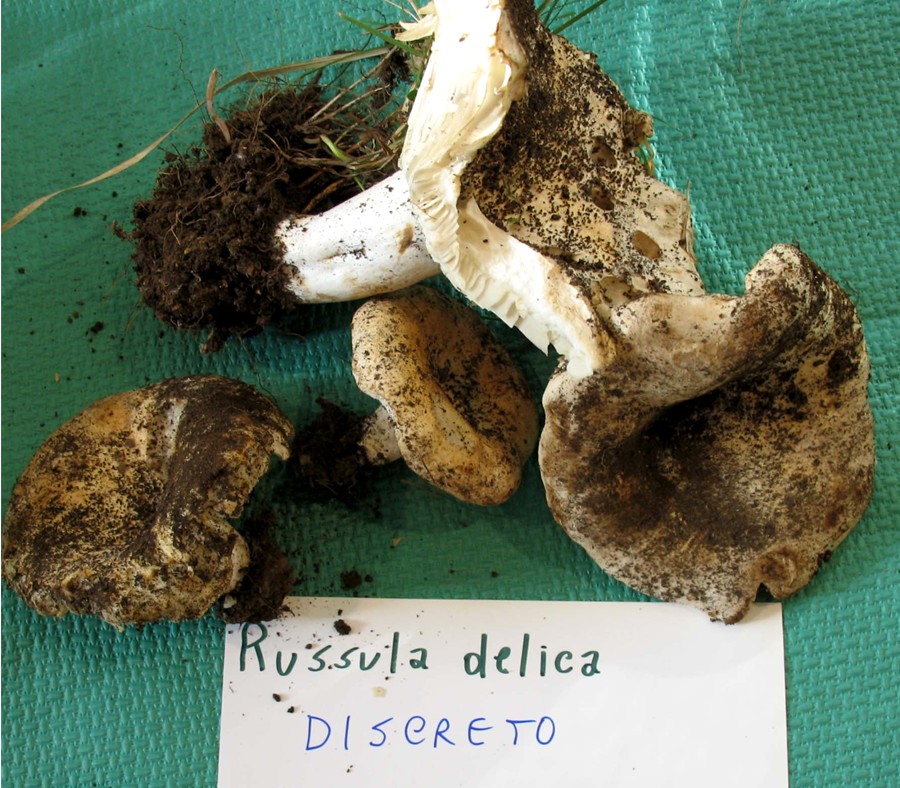 Mostra funghi a Manfredonia (Gargano, Puglia)