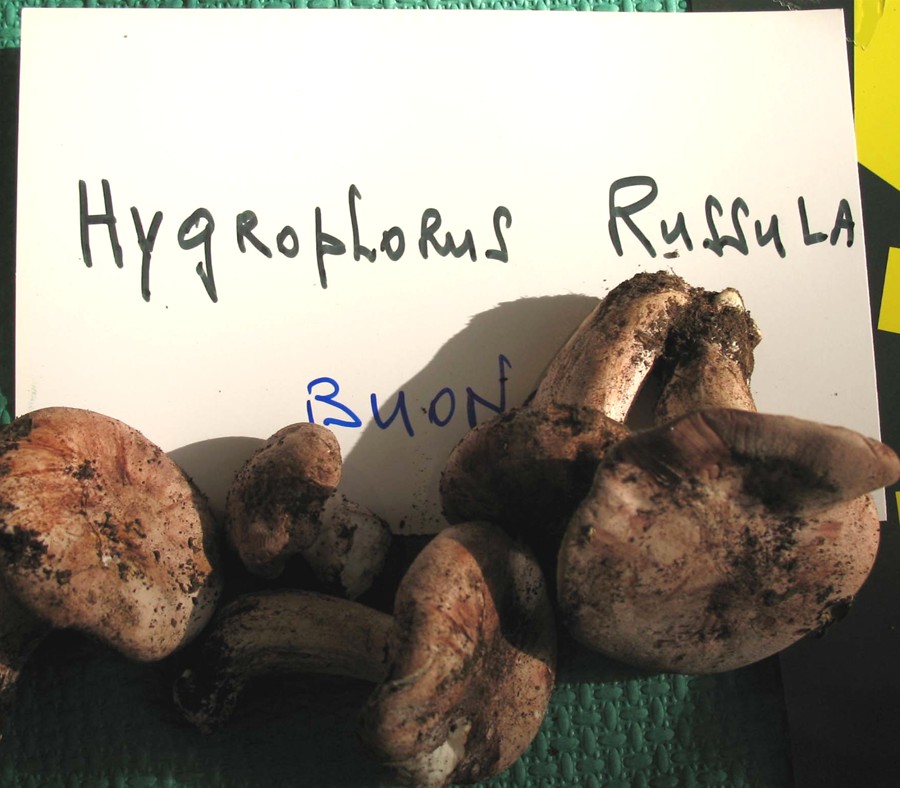 Mostra funghi a Manfredonia (Gargano, Puglia)