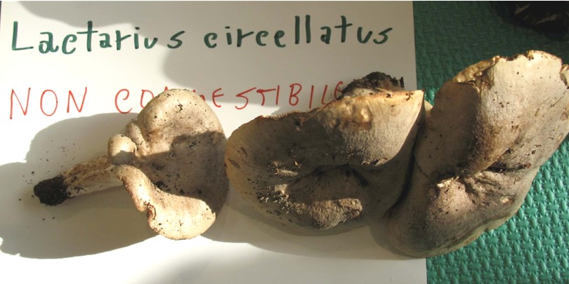 Mostra funghi a Manfredonia (Gargano, Puglia)