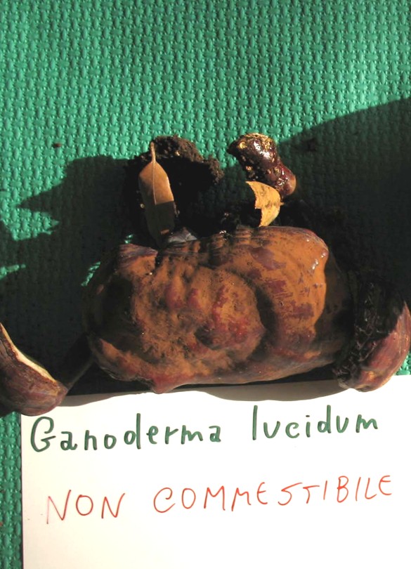 Mostra funghi a Manfredonia (Gargano, Puglia)