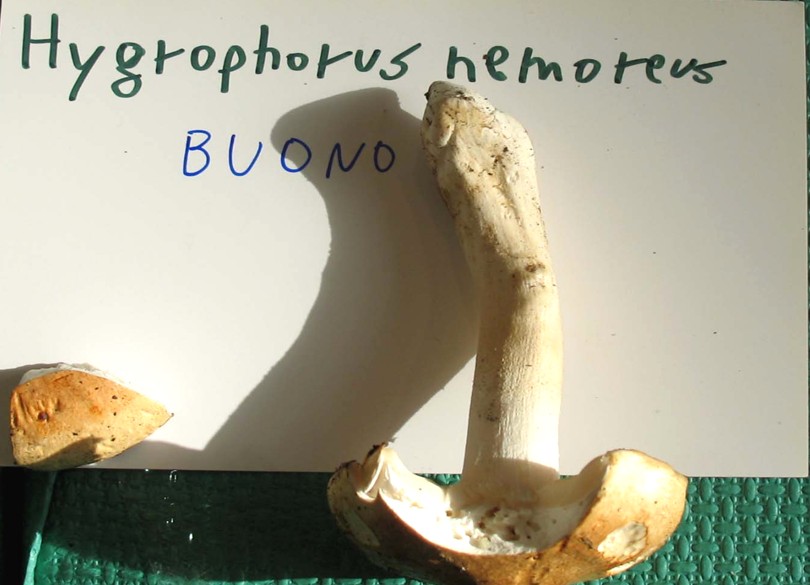 Mostra funghi a Manfredonia (Gargano, Puglia)