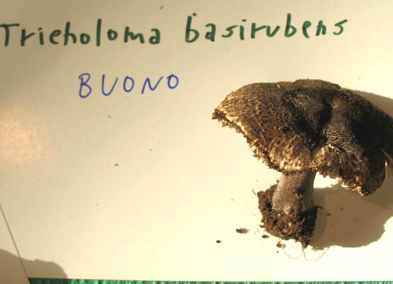Mostra funghi a Manfredonia (Gargano, Puglia)