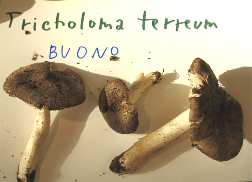 Mostra funghi a Manfredonia (Gargano, Puglia)