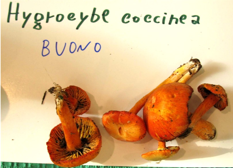 Mostra funghi a Manfredonia (Gargano, Puglia)