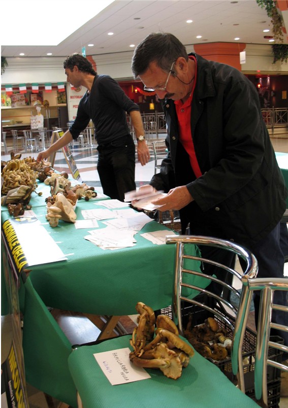 Mostra funghi a Manfredonia (Gargano, Puglia)