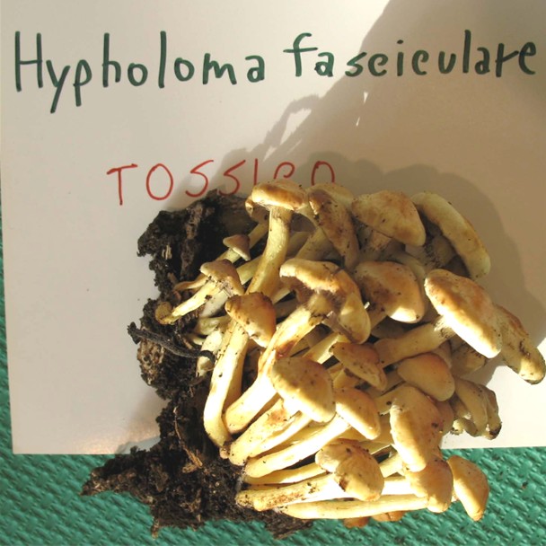 Mostra funghi a Manfredonia (Gargano, Puglia)