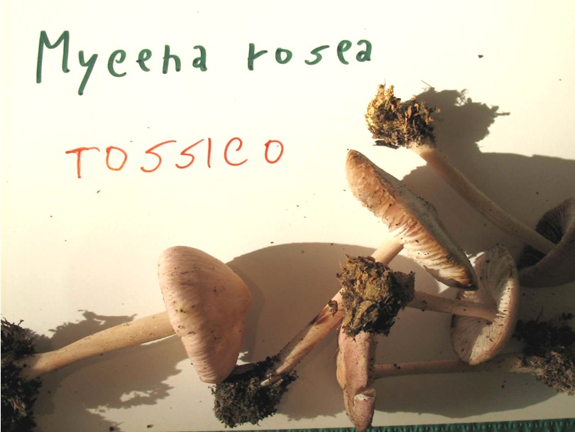 Mostra funghi a Manfredonia (Gargano, Puglia)