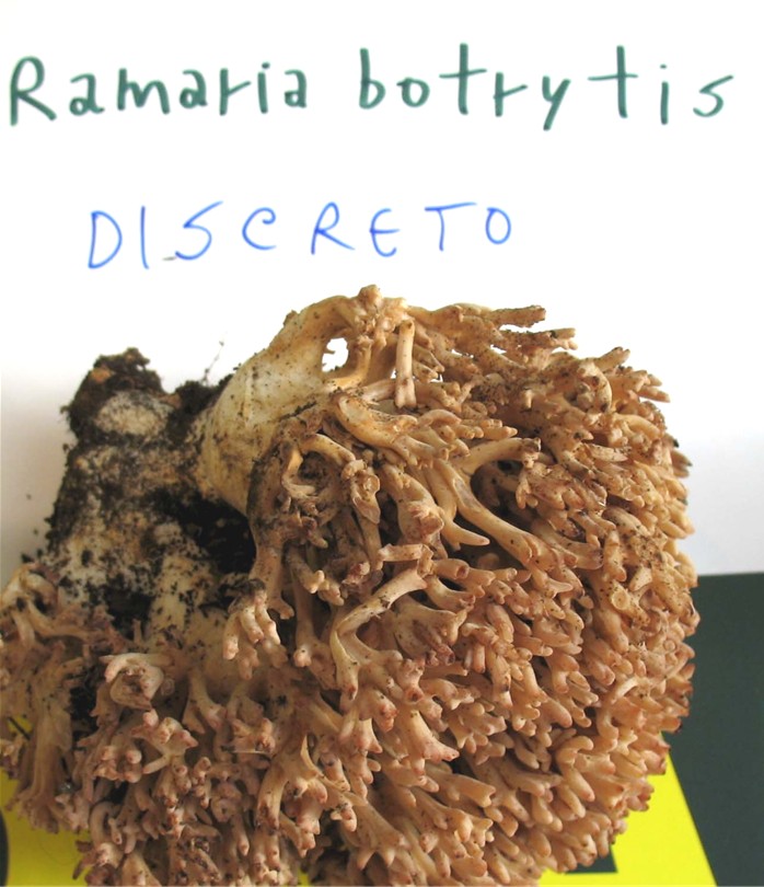 Mostra funghi a Manfredonia (Gargano, Puglia)