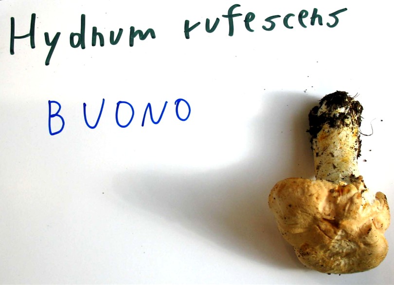 Mostra funghi a Manfredonia (Gargano, Puglia)
