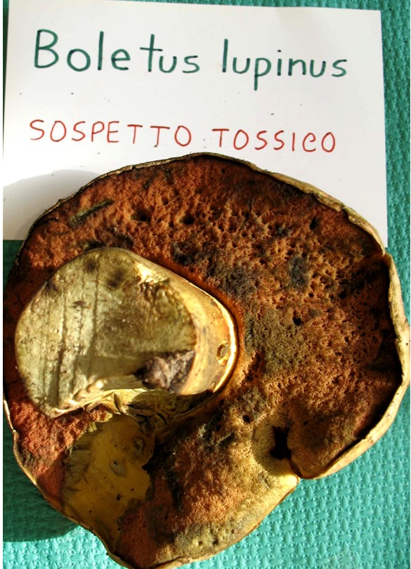 Mostra funghi a Manfredonia (Gargano, Puglia)
