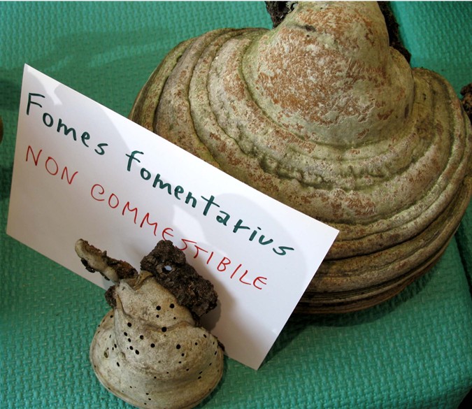 Mostra funghi a Manfredonia (Gargano, Puglia)