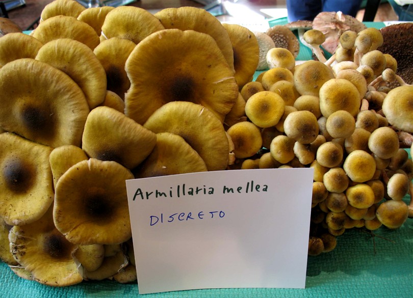 Mostra funghi a Manfredonia (Gargano, Puglia)