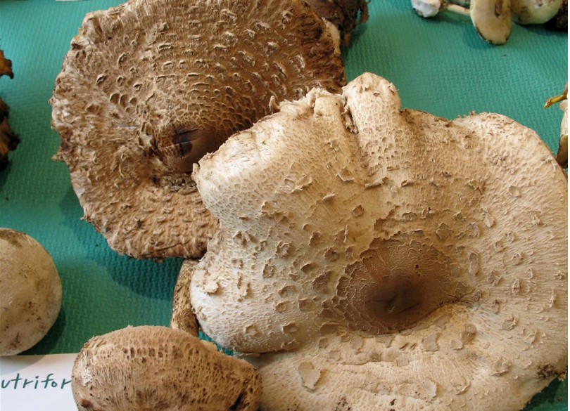 Mostra funghi a Manfredonia (Gargano, Puglia)