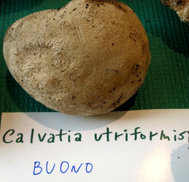 Mostra funghi a Manfredonia (Gargano, Puglia)