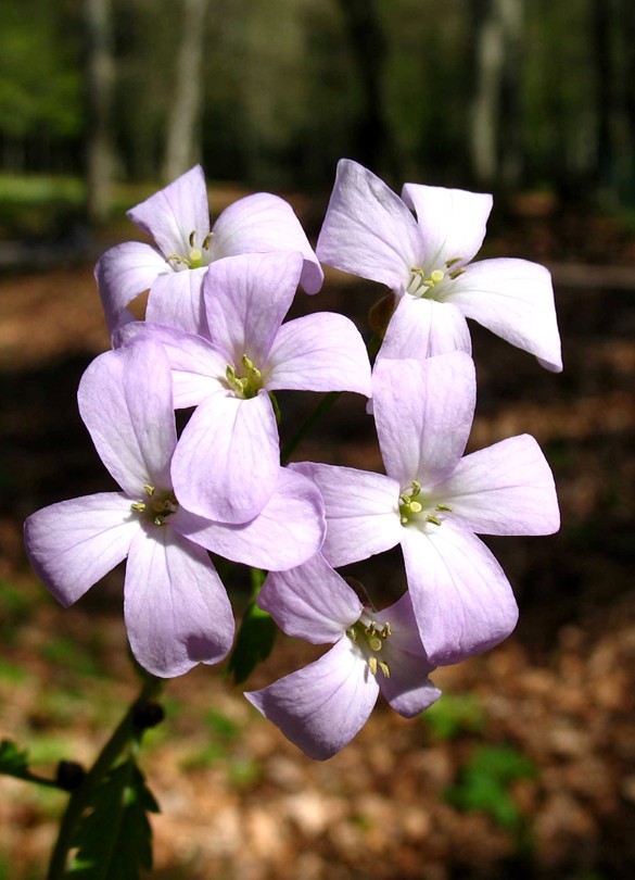 Cardamine bulbifera / Dentaria minore